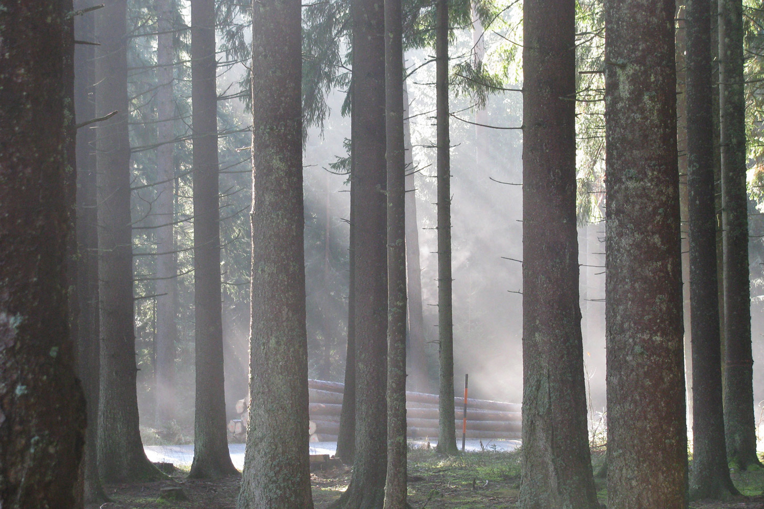 schwarzwald